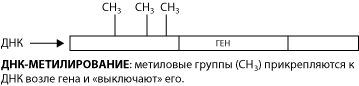 Methylation diagram