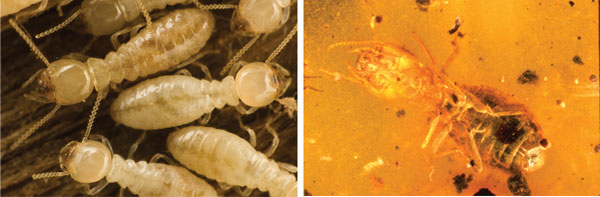 Fossil termites (genus Mastotermes) found in amber, allegedly 20 million years old, are so well preserved that researchers could identify that the bacteria in the termites’ digestive system are just the same sorts of bacteria as those found inside Mastotermes termites living today. Generations aplenty—yet no evolution.